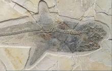 Temuan Fosil Terbaru Ungkap Asal Usul Hiu Purba yang Hidup di Zaman Dinosaurus, Panjangnya Hampir 10 Meter