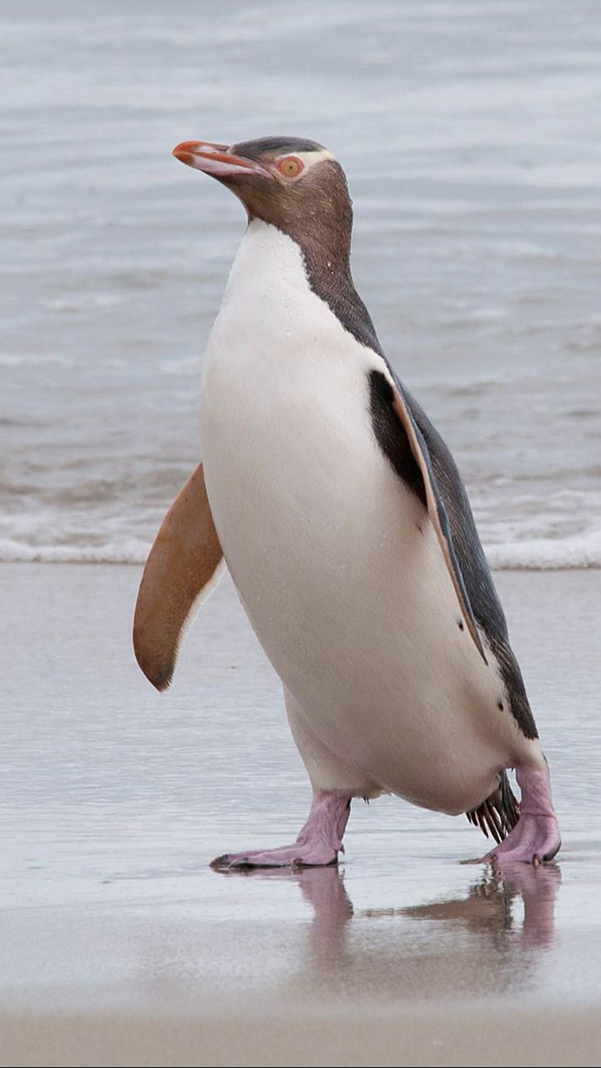 5. Penguin Bermata Kuning<br>