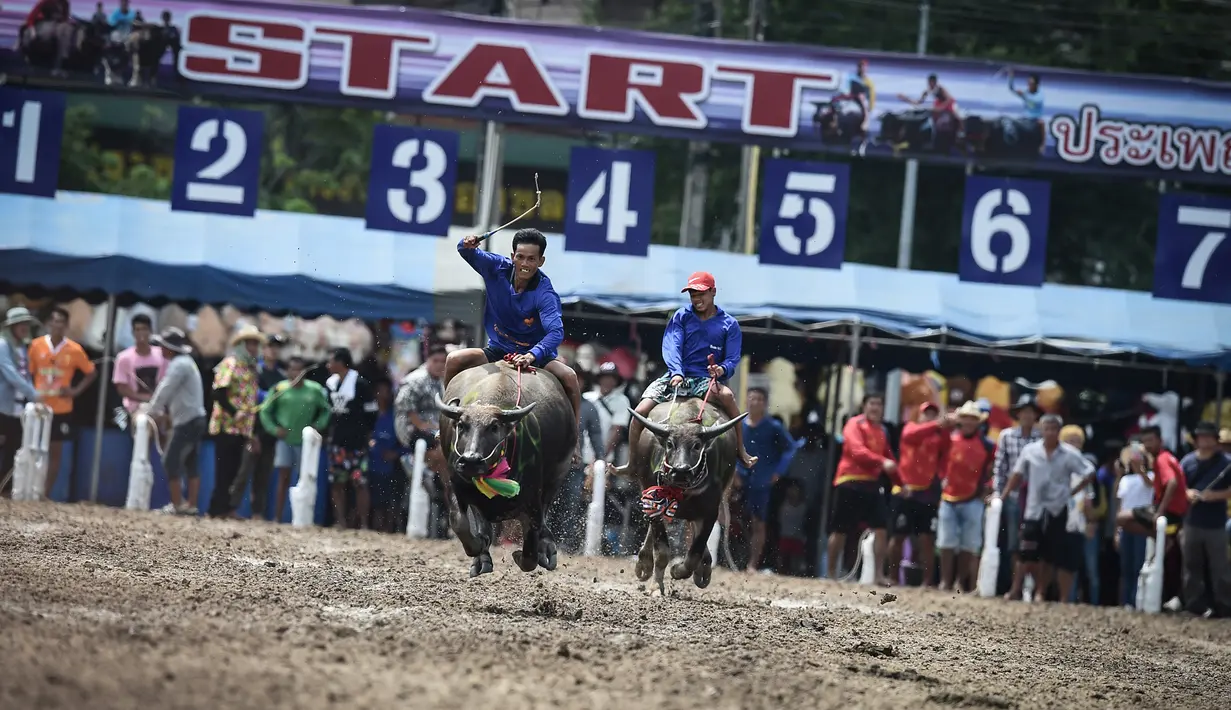 Joki berusaha mengendalikan kerbaunya dalam perlombaan balap kerbau tahunan di Provinsi Chonburi, selatan Bangkok, Thailand, Sabtu (12/10/2019). Para petani merayakan dimulainya musim tanam dengan mengadakan adu balap kerbau, hewan yang biasanya membajak lahan. (Lillian SUWANRUMPHA/AFP)