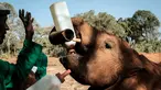 Seorang penjaga memberi susu bayi gajah  yatim piatu di panti asuhan gajah David Sheldrick Wildlife Trust (DSWT) di Nairobi, Kenya pada 12 Maret 2019. Panti ini mengasuh gajah muda hingga mereka dewasa sebelum dilepas ke alam liar. (Yasuyoshi CHIBA/AFP)