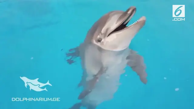 Seekor lumba-lumba yang baru lahir, lahir di Georgia, Batumi dolphinarium, diperlihatkan ke publik untuk pertama kalinya.