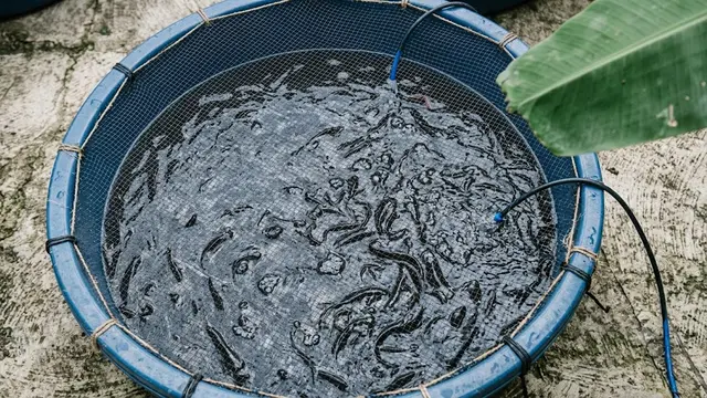 Cara Ternak Lele di Ember Dangkal