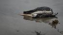 Seekor pelikan mati tergeletak di pantai Santa Maria di Lima, Peru, Selasa (29/11/2022). Setidaknya 13.000 pelikan telah mati sejauh ini pada bulan November di Sepanjang Pantai Pasifik Peru akibat flu burung, menurut The National Forest and Wildlife Service (Serfor) pada hari Selasa. (AP Photo/Guadalupe Pardo)