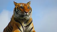 15 Arti Mimpi Harimau Menurut Primbon Jawa, Pertanda Apa?