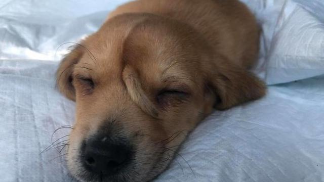 anjing punya ekor di kepala