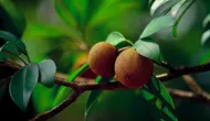 TOP 3: Pohon Buah yang Jarang Diserang Lalat Buah, Arti Positif Thinking dan Baddie