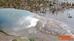 Citizen6, Inggris: Telah ditemukan ubur-ubur raksasa sepanjang satu meter yang memiliki nama ilmiah Rhizostoma Octopus di pesisir pantai Devon, Inggris. Ubur-ubur ini jenis yang tidak mematikan. (Pengirim: Steven Sukamto)