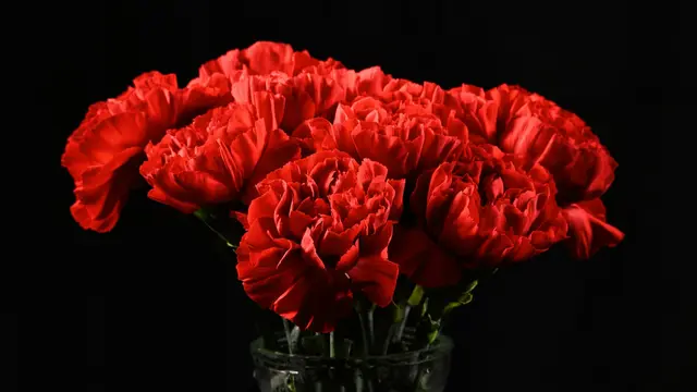 Carnation
