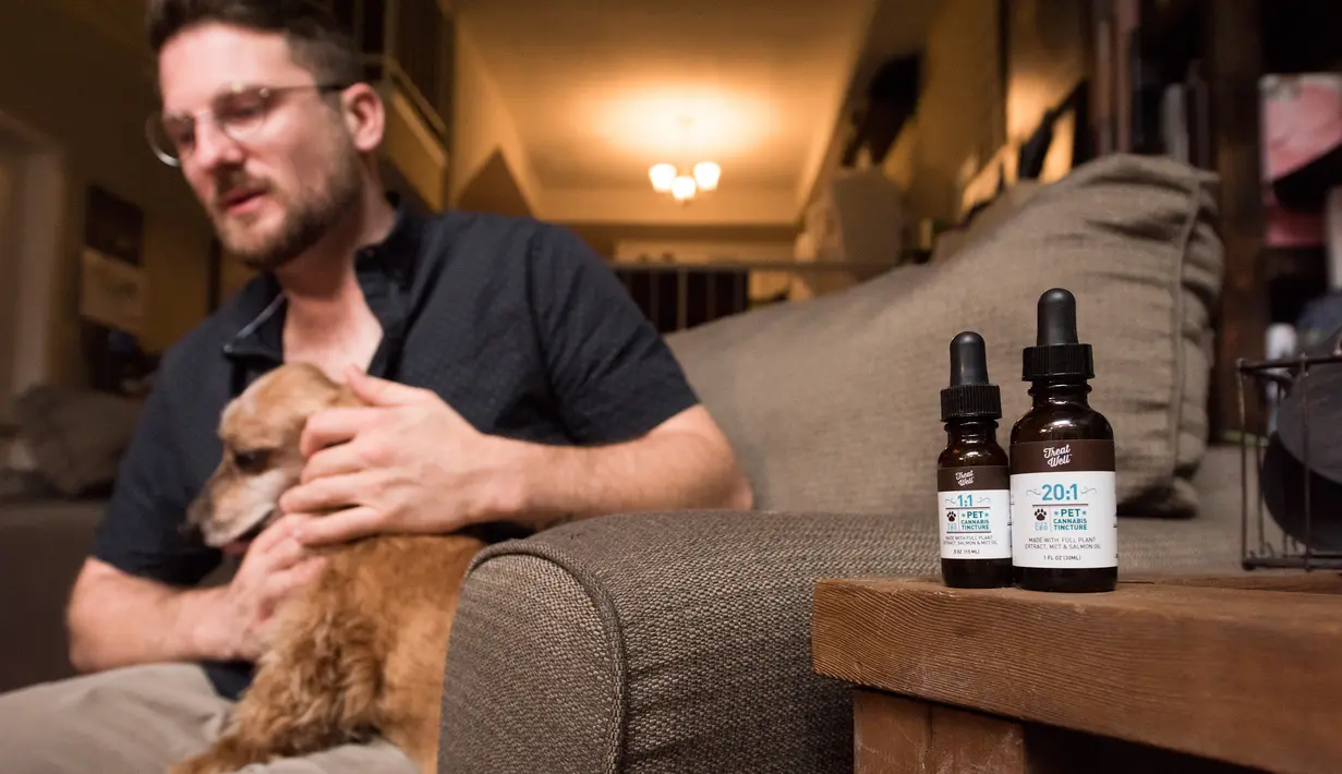 Brett Hartman mendiskusikan penggunaan ekstrak ganja TreatWell untuk mengatasi radang sendi pada anjingnya, Brutus, di Los Angeles, 8 Juni 2017. TreatWell merupakan produk baru dari ganja medis untuk penyembuhan bagi hewan peliharaan. (Robyn Beck/AFP)