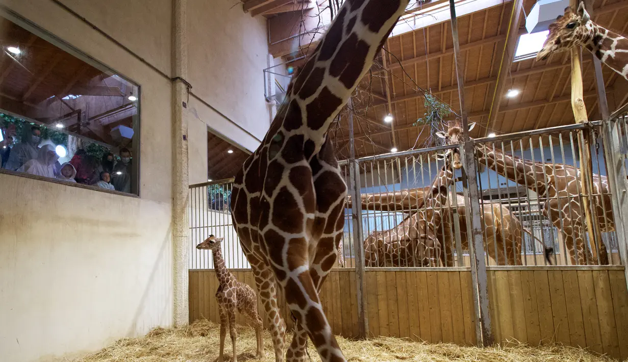 Bayi jerapah 'Melman' berdiri di dekat ibunya 'Binti' di dalam kandang mereka di Kebun Binatang The Beauval di Saint-Aignan-sur-Cher, Prancis barat, Selasa (13/7/2021). Melman yang lahir pada 11 Juli lalu sudah memiliki tinggi 170 cm dan berat 55 kilogram. (Guillaume SOUVANT / AFP)