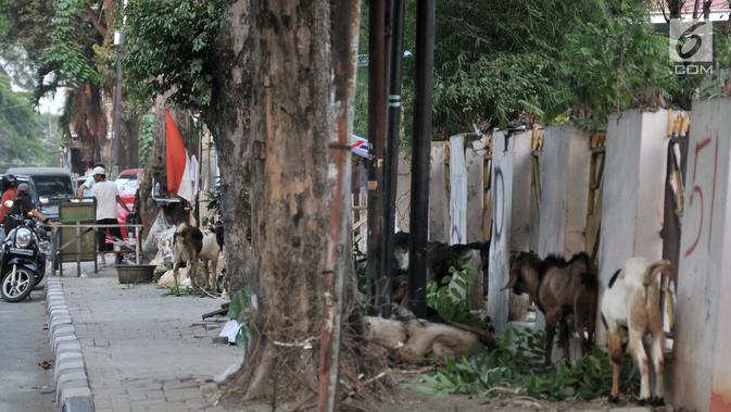 Hewan kurban saat dijual di salah satu lapak, Jakarta, Senin (5/8/2019). Meski Pemprov DKI Jakarta telah melarang, sejumlah pedagang nekat berjualan hewan kurban di trotoar dengan alasan tidak memiliki lahan. (merdeka.com/Iqbal S. Nugroho)