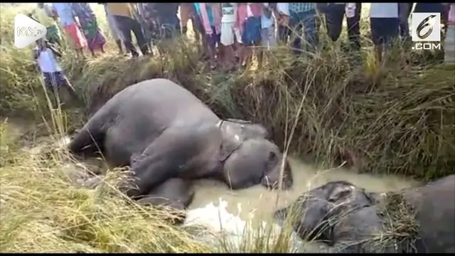 Sebanyak tujuh ekor gajah tewas setelah tersengat listrik saat sedang melintas di Odisha, India.
