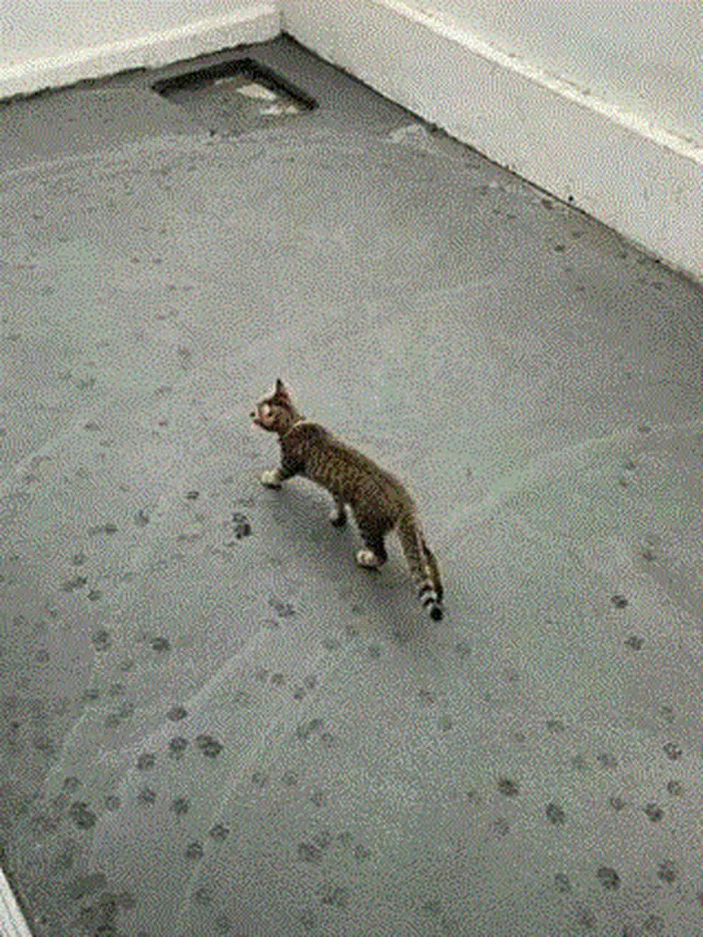 6 Potret Kucing Jadi Tukang Bangunan Ini Bikin Ketawa Geli