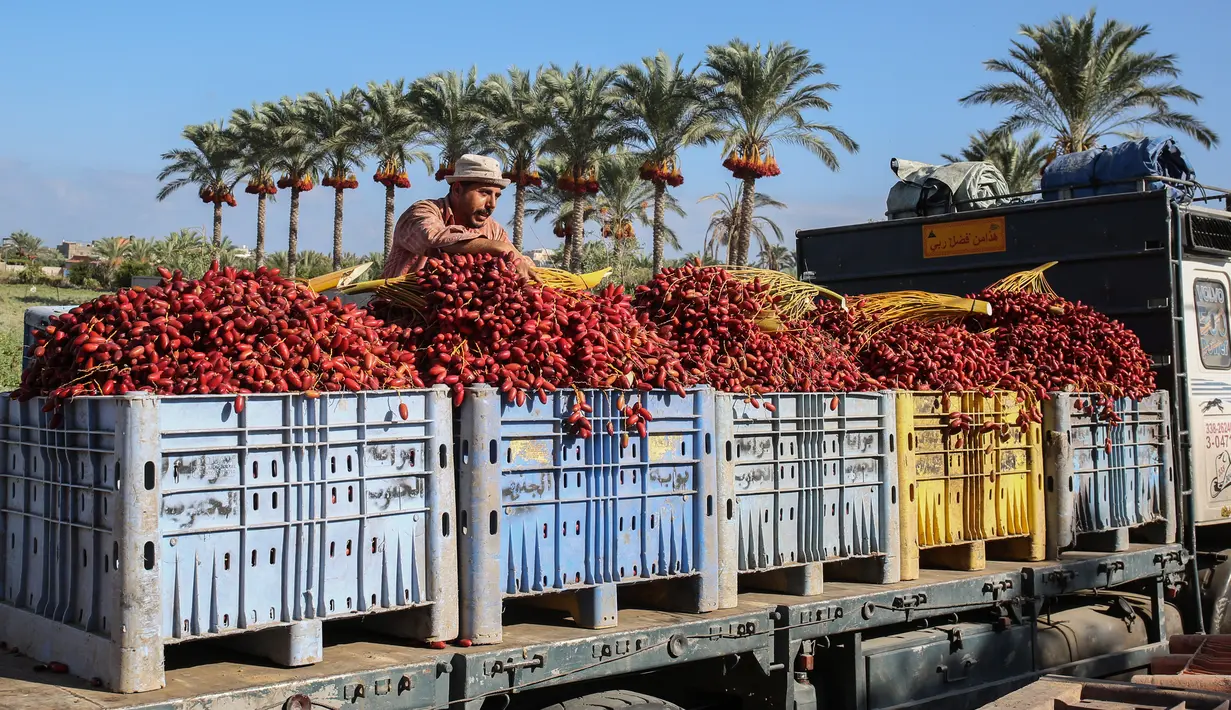 Seorang petani Palestina menyiapkan kurma yang baru dipetik untuk diangkut, selama panen tahunan di Deir al-Balah di Jalur Gaza tengah (24/9/2019). Warga Palestina yang tinggal di Deir al-Balah tengah sibuk dengan hasil panen kurmanya yang melimpah. (AFP Photo/Said Khatib)