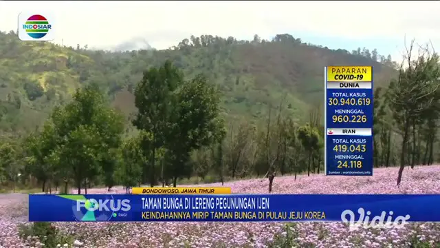 VIDEO: Hamparan Tanaman Bunga Indah Lereng Ijen Laksana Berada di Jeju