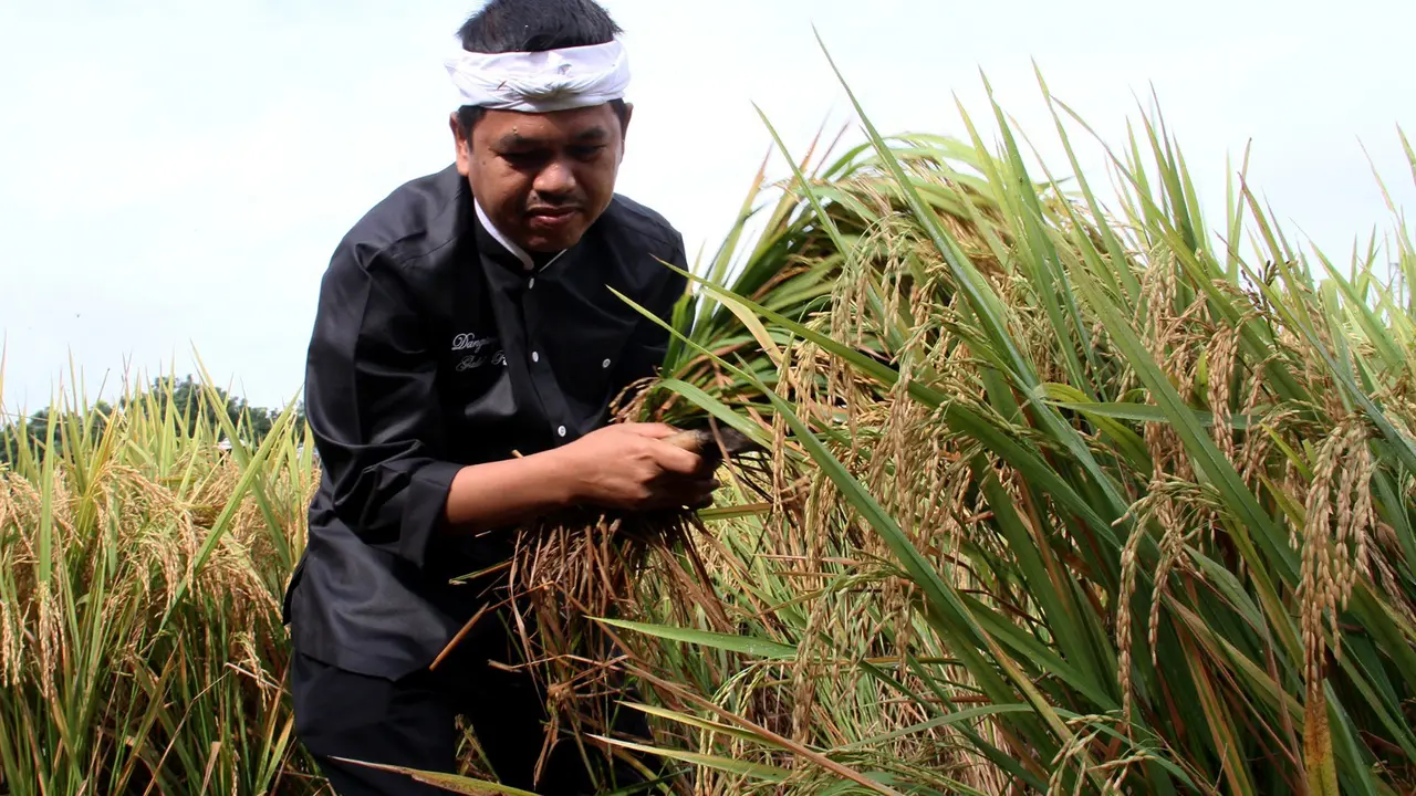 Ajarkan Pelajar Bertani, Bupati Dedi Gelar Panen Raya