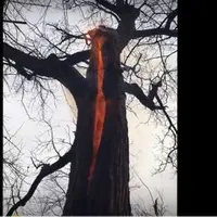 Kobaran api misterius terlihat di dalam pohon. Ada apa sebenarnya?