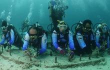 Pulihkan Ekosistem Wisata Laut di Aceh, Pekerja BRI Lakukan Transplantasi Terumbu Karang di Perairan Kepulauan Sabang