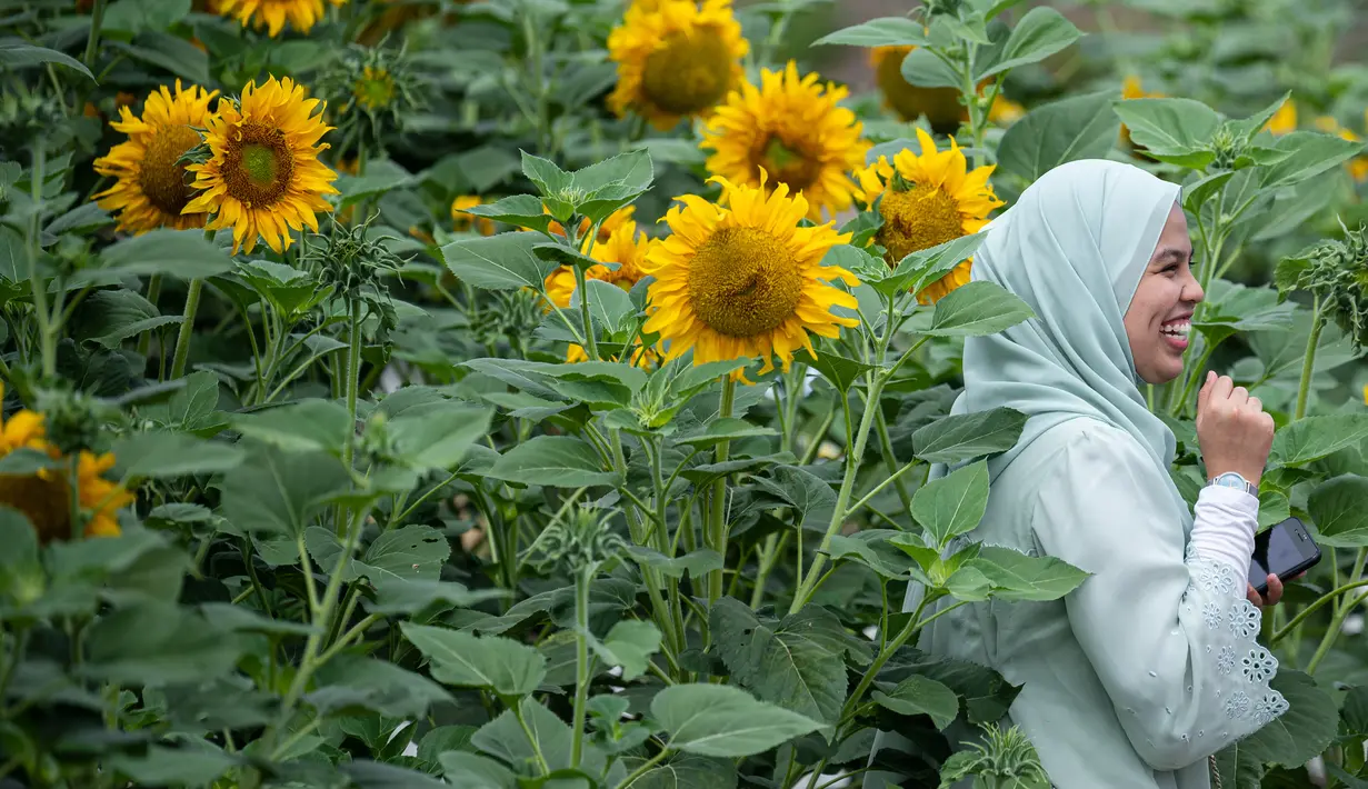 Seorang wanita Muslim berpose dengan bunga matahari di taman bunga matahari di Bagan Datuk, Malaysia (17/3/2021). Keindahan flora berwarna terang itu dapat dinikmati di ladang seluas 0.8 hektar tersebut.  (AFP/Mohd Rasfan)