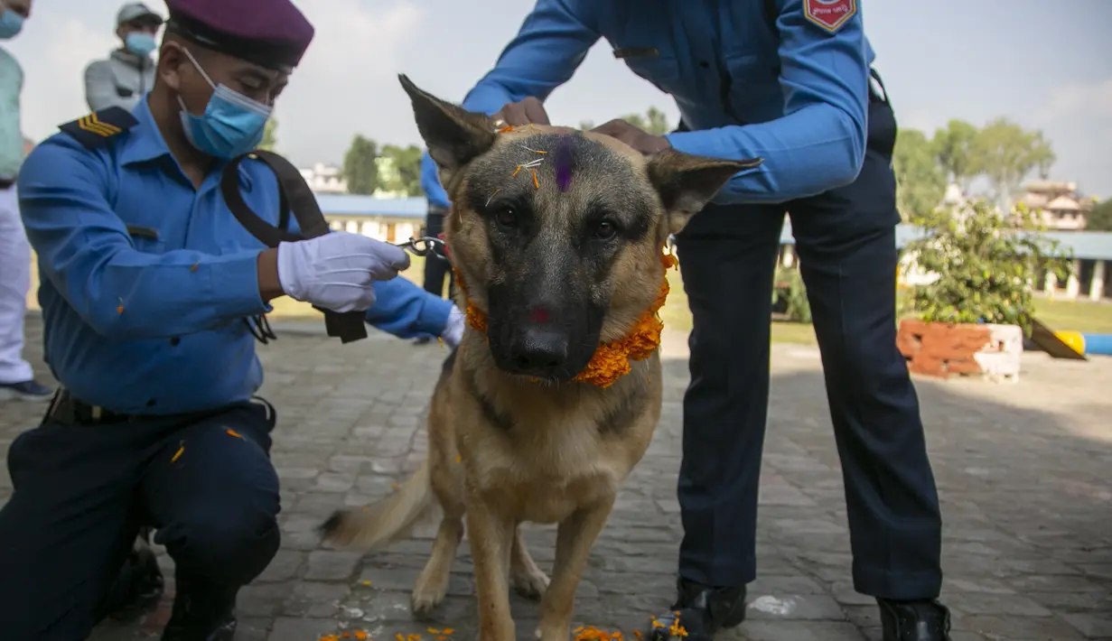 Polisi Nepal memasangkan karangan bunga marigold pada seekor anjing polisi selama perayaan festival Tihar di sebuah divisi kennel di Kathmandu, Rabu (3/11/2021). Anjing disembah untuk mengakui peran mereka dalam memberikan keamanan selama hari kedua festival Tihar. (AP Photo/Niranjan Shrestha)