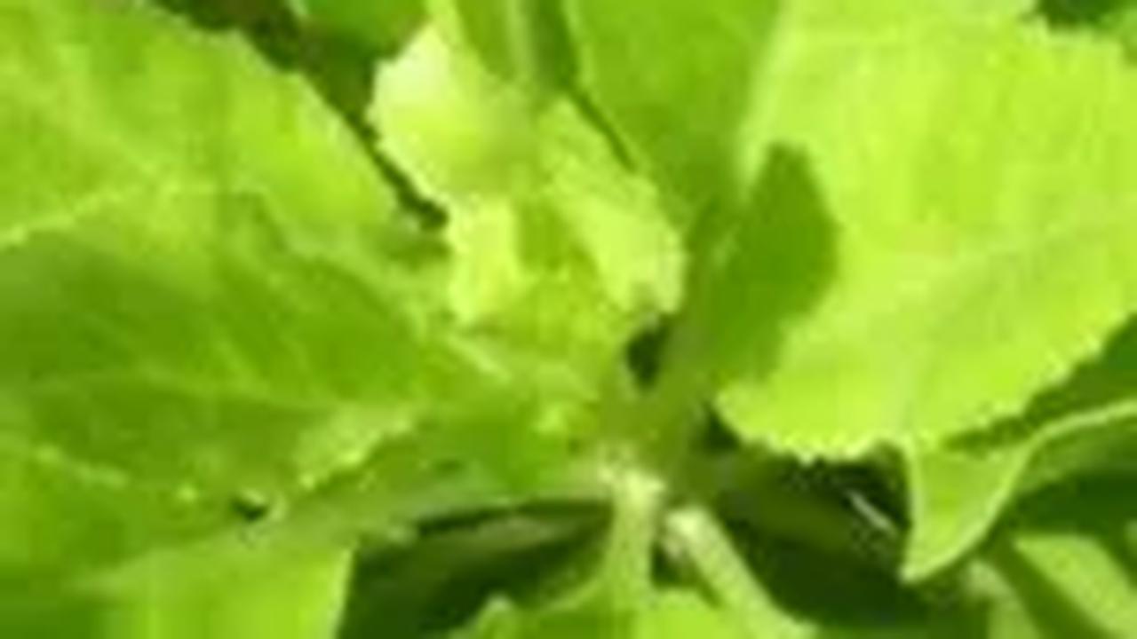 Cara Mengonsumsi Daun Beluntas