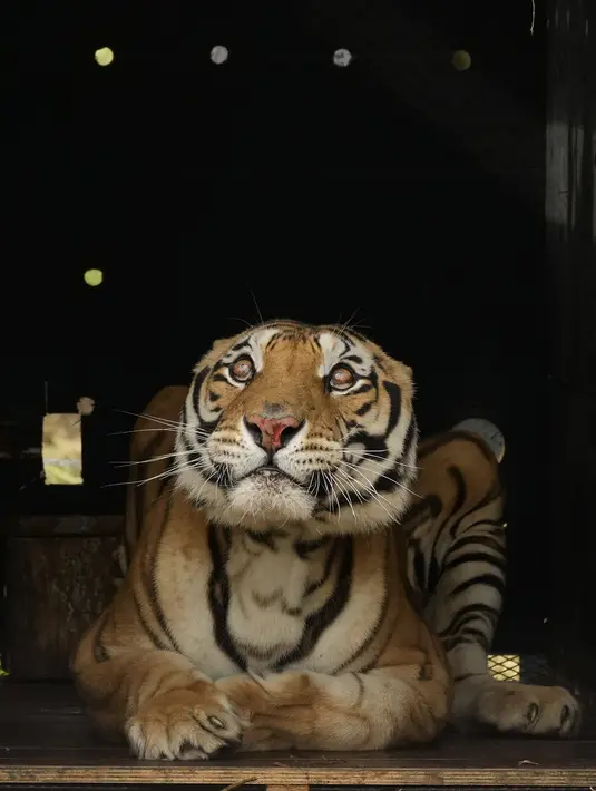 Seekor harimau di dalam peti dilepaskan ke kandang di Lionsrock Big Cat Sanctuary di Bethlehem, Afrika Selatan, Sabtu (12/3/2022). Empat harimau sebelumnya selama 15 tahun tinggal di gerbong kereta yang ditinggalkan rombongan sirkus di San Luis, Argentina Barat. (AP Photo/Themba Hadebe)