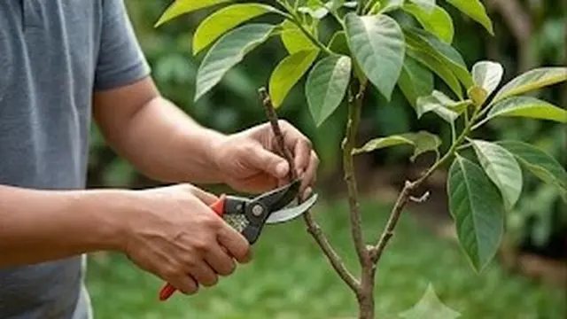 Cara Menanam Pohon Alpukat di Pot