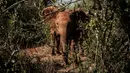 Gajah yatim piatu berjalan di panti asuhan gajah David Sheldrick Wildlife Trust di Nairobi, 12 Maret 2019. Bayi gajah piatu sulit dirawat karena hewan ini sepenuhnya bergantung pada susu induknya selama dua tahun pertama hidupnya. (Yasuyoshi CHIBA/AFP)
