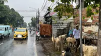 Larangan Penjualan Hewan Kurban di Pinggir Jalan, Antara Penegakan Aturan dan Jeritan Pedagang