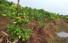 Pakai Sistem Mulsa Organik, Petani Cabai di Pesisir Timur Jambi Ungkap Keuntungannya