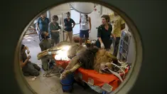 Staf kebun binatang dan dokter hewan mempersiapkan Samuni, singa delapan tahun untuk menjalani pembedahan pengangkatan tumor dari perutnya di Ramat Gan Safari Zoo, Tel Aviv, Israel, Rabu (29/7/2015). (REUTERS/Baz Ratner)