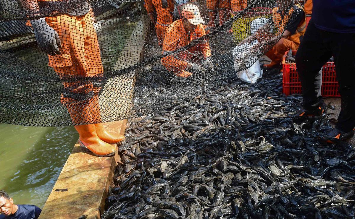 FOTO: Operasi  Penangkapan  Ikan Sapu Sapu di Setu Babakan Capai Lebih dari Tiga Ton