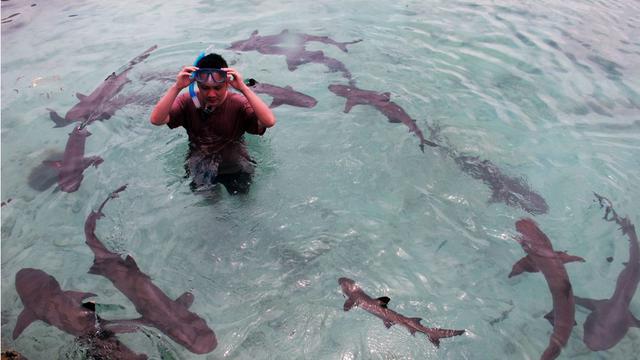 Berenang Bersama Hiu