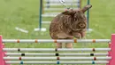 Seekor kelinci bernama Schoko melompat pada pemanasan sebelum "kompetisi lompat kelinci" di Weissenbrunn vorm Wald, Jerman, Minggu (3/9). Di sini kelinci-kelinci melompati rintangan yang dibuat menyerupai palang lompatan kuda. (AP Photo/Jens Meyer)
