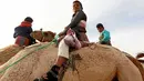 Joki cilik menunggu di garis start selama Festival Balapan Unta Internasional di gurun Sarabium, Ismailia, Mesir, 12 Maret 2019. Sekitar 150 unta berkompetisi dalam delapan kategori jarak dari lima hingga 15 km.  (REUTERS/Amr Abdallah Dalsh)