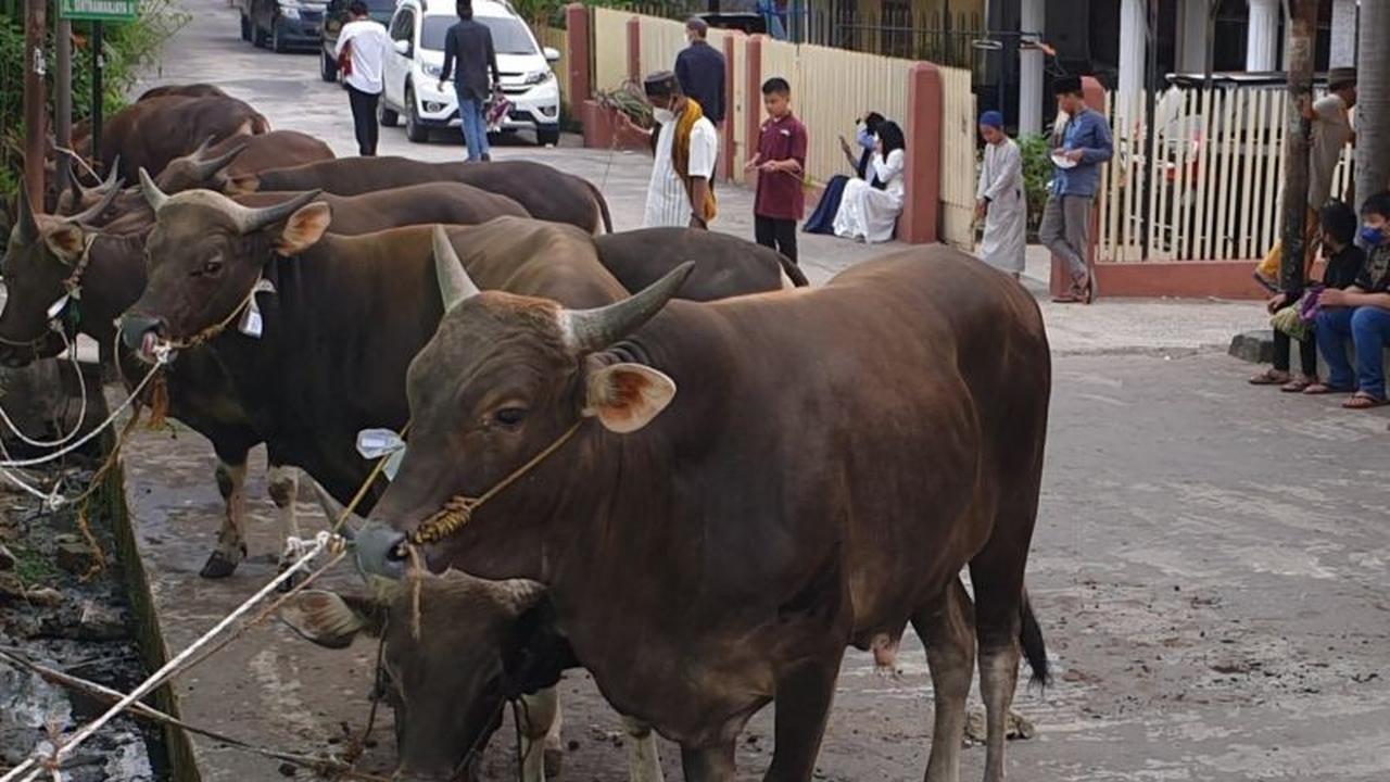 Permintaan Daging Sapi Sumsel Melonjak 5 Persen Selama Ramadhan 2026, Harga Mulai Merangkak Naik