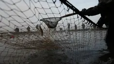 Nelayan memindahkan ratusan ikan mas yang tertangkap jala saat tradisi panen ikan secara tradisional di dekat desa Mazelov, Republik Ceko, 15 November 2018. Tradisi panen ikan mas ini biasa dilakukan tahunan menjelang musim Natal. (AP/Petr David Josek)
