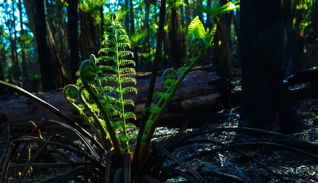 Pohon kembali bertunas setelah sempat terbakar hangus dalam kebakaran hutan di dekat Teluk Batemans, Australia, Jumat (27/2/2020). Kekeringan dengan curah hujan di bawah rata-rata ini tercatat yang terpanjang dalam sejarah Australia sejak tahun 1900. (Xinhua/Chu Chen)