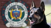 Anjing polisi ahli pengendus narkoba, Sombra berada di l uar kantor polisi di Bogota, Kolombia, 26 Juli 2018. Selain dipindahkan, kini Sombra juga didampingi beberapa polisi lainnya untuk meningkatkan keamanan dirinya. (AP/Fernando Vergara)