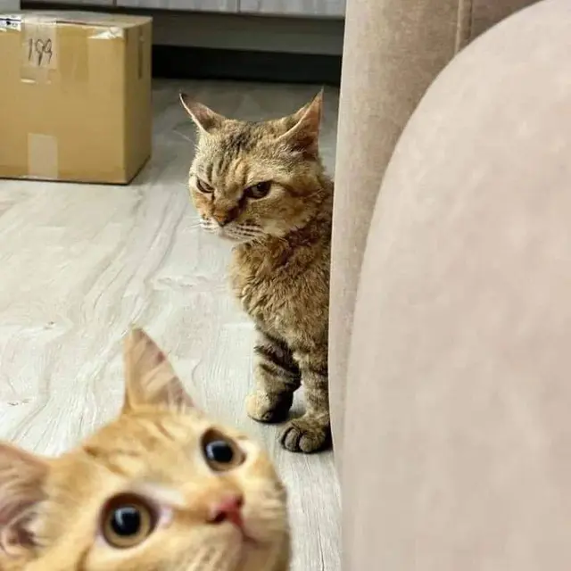 7 Momen Kocak Kucing Kalau Lagi Berantem Ini Kadang Bikin Geleng Kepala