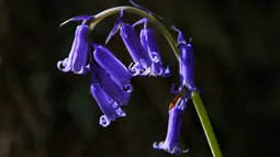 Bunga bluebell liar, yang mekar sekitar pertengahan April mengubah hutan menjadi hamparan biru seperti karpet di Hallerbos, juga dikenal sebagai "Hutan Biru", dekat kota Halle, Belgia, Rabu (15/4/2020). Tahun ini wisata keindahan hamparan bunga itu ditutup karena pandemi Covid-19. (JOHN THYS/AFP)