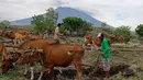 Warga membajak sawah menggunakan tenaga sapi dengan latar belakang Gunung Agung di Karangasem, Bali, Rabu (29/11). Meskipun Gunung Agung terus menunjukkan peningkatan aktivitas vulkanik, sebagian warga memilih tetap beraktivitas. (AP/Firdia Lisnawati)