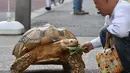 Bon-chan, nama kura-kura tersebut suka sekali makan buah dan sayuran dan sering diberi wortel dan kubis oleh tetangga yang melihat saat binatang itu tengah berjalan dengan pemiliknya. (AFP Photo/Kazuhiro Nogi)