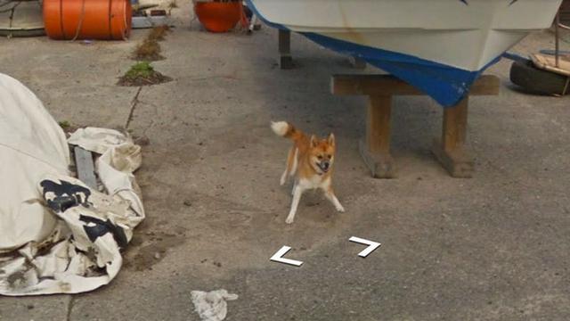Anjing Mengejar Mobil Google Street View