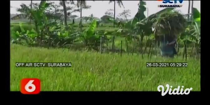 VIDEO: Terjerat Korupsi Kas Desa, Mantan Kades di Lumajang Ditahan Kejaksaan