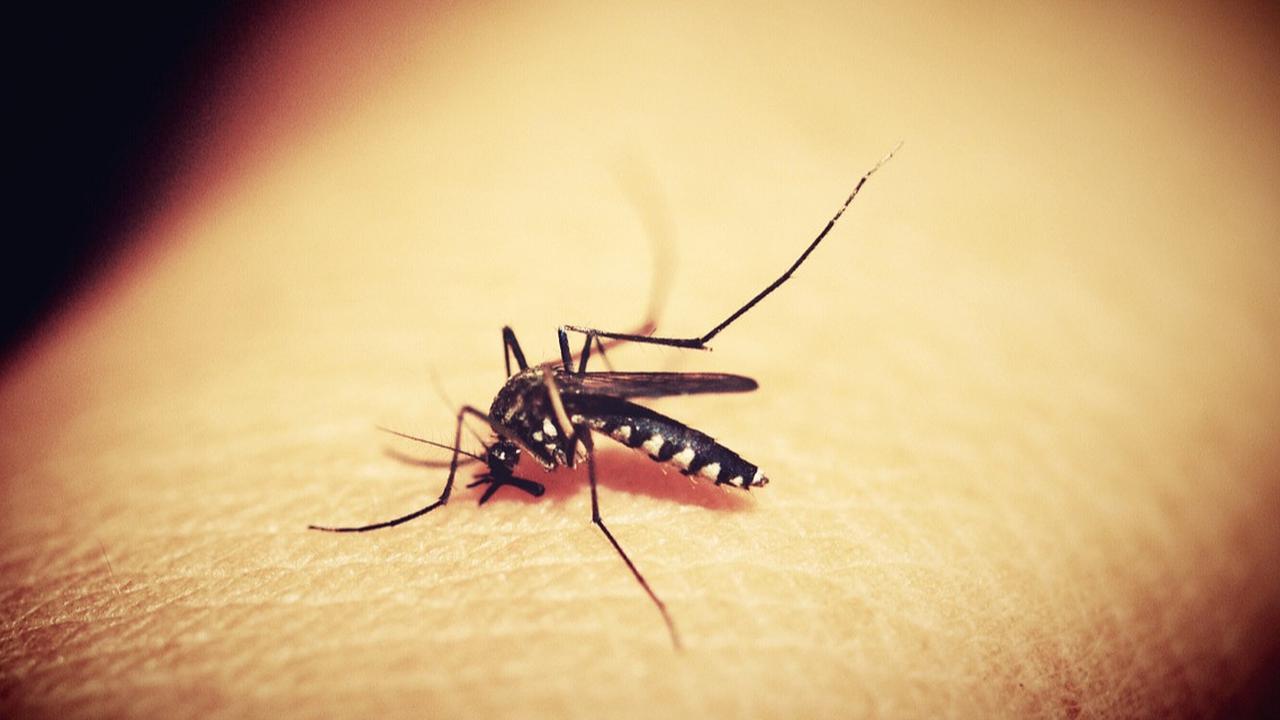 WHO Akhirnya Nyatakan Negara Ini Bebas Malaria Setelah Berjuang 100 Tahun