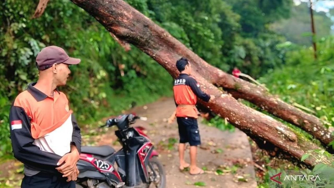 BPBD OKU Evakuasi Pohon Tumbang di Ruas Jalan Lintas Kecamatan, Arus Lalu Lintas Kembali Normal