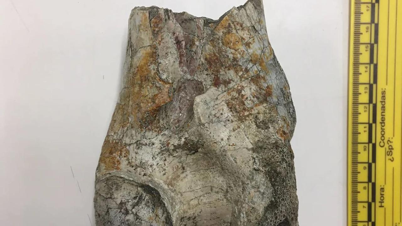 fosil burung predator