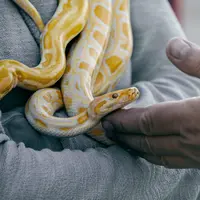 ilustrasi ular/Kamil Zubrzycki/pexels