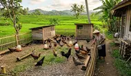Modal Ternak Ayam Kampung Petelur Skala Rumahan, Ini Simulasi Pendapatan untuk 50 Ekor